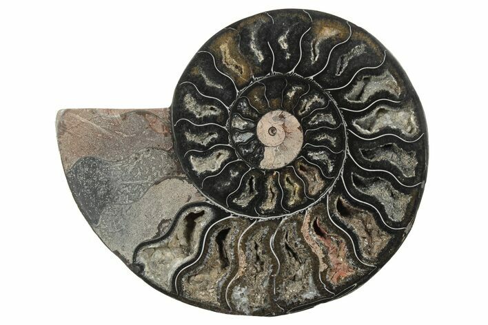 Cut & Polished Ammonite Fossil (Half) - Unusual Black Color #250533